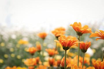 Aster flower bloom and grow in the garden. Orange aster flower has beauty color. Orange aster flower from asteraceae