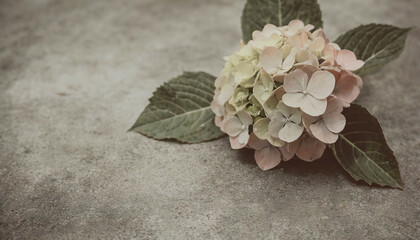 Hydrangeas on a concrete table