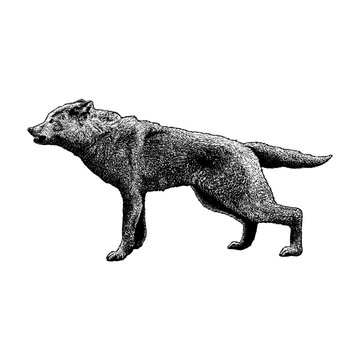 Dire wolf hand drawing vector isolated on white background.