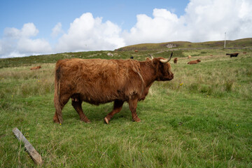 Highland Cows