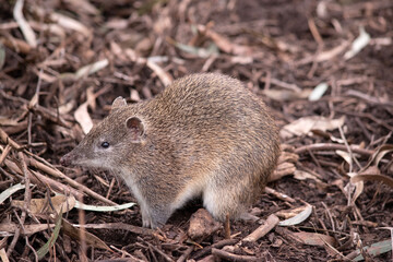 Southern brown bandicoot is a medium sized ground dwelling marsupial with a long tapering snout, a naked nose, a compact body and a short tail.
