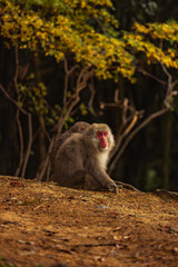 Japanese monkey (Japanese macaque) peeing on a wooden pole. Background is a view of the kyoto city. Iwatayama monkey park, Kyoto, Japan.