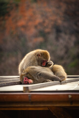 Japanese monkey (Japanese macaque) peeing on a wooden pole. Background is a view of the kyoto city. Iwatayama monkey park, Kyoto, Japan.