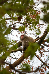 Naklejka na ściany i meble Japanese monkey (Japanese macaque) peeing on a wooden pole. Background is a view of the kyoto city. Iwatayama monkey park, Kyoto, Japan.