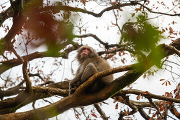 Japanese monkey (Japanese macaque) peeing on a wooden pole. Background is a view of the kyoto city. Iwatayama monkey park, Kyoto, Japan.