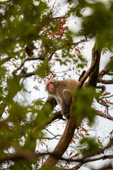 Japanese monkey (Japanese macaque) peeing on a wooden pole. Background is a view of the kyoto city. Iwatayama monkey park, Kyoto, Japan.