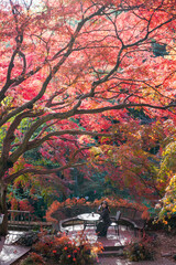 The girl and the old maple tree in the mountains