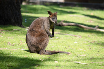 The swamp wallaby has dark brown fur, often with lighter rusty patches on the belly, chest and base of the ears.