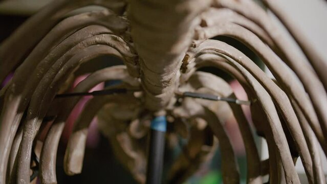 Chrysocetus Fouadasii skeleton - aquatic dinosaur fossil rib cage inside view