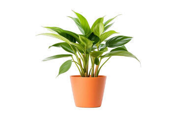 Fototapeta premium Houseplant potted isolated on transparent background 