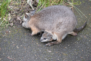 Naklejka premium the tammar wallaby has a joey in her pouch