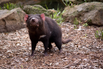 Tasmanian Devils are the size of a small dog. Devils have black fur with a large white stripe across their breast and the odd line on their back..