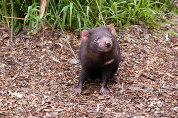 Tasmanian Devils are the size of a small dog. Devils have black fur with a large white stripe across their breast and the odd line on their back..