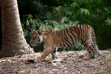 At four months of age tiger cubs are about the size of a medium-sized dog and spend their day playing, pouncing and wrestling with siblings