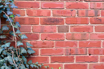 A creeping ivy plant growing and attached to an old red brick external wall. The mortar between the...