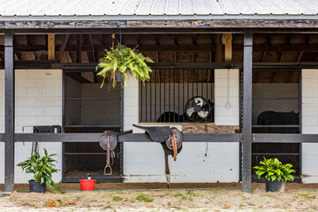 The outside of a horse training barn with racing saddles, ferns and potted plants.