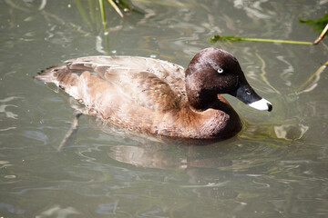 The Hardhead also White-eyed Duck has a brown body and white underside. It has a white eye and blue tip on its bill