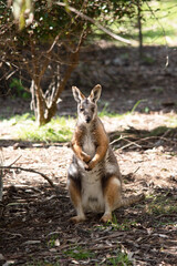 The Yellow-footed Rock-wallaby is brightly coloured with a white cheek stripe and orange ears. It is fawn-grey above with a white side-stripe, and a brown and white hip-stripe.