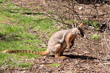 The Yellow-footed Rock-wallaby is brightly coloured with a white cheek stripe and orange ears. It is fawn-grey above with a white side-stripe, and a brown and white hip-stripe.