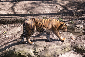 Young tigers have all their stripes and markings. They are learning to be powerful hunters while playing