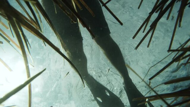 Marine citizen scientist swims over a seagrass meadow while conducting a survey research. Underwater view