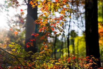 Old Villa and Autumn Red Maple Leaves
