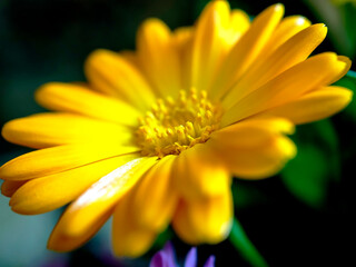 delicate beautiful yellow calendula flower, macro on a blurred background