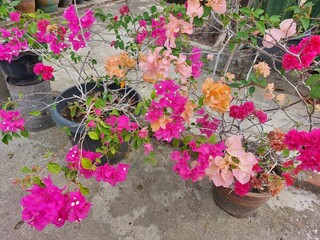 Bougainvillea flowers with a combination of many colors