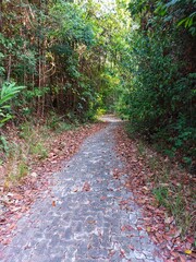 footpath in a tourist forest with lush trees