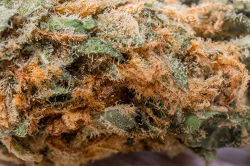 Marijuana for natural medicinal purposes 