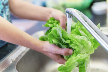 Woman hands washing fresh green iceberg lettuce in kitchen - obrazy, fototapety, plakaty