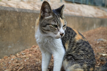 a Feline House Cat Portrait with Whiskers, Looking at Camera
