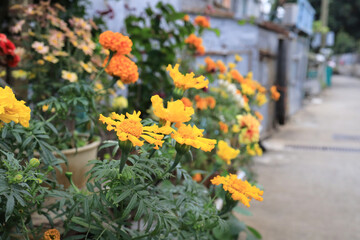 Delicate yellow flower blossom in sunny nature, blooming in solitude. Dec 30 2023