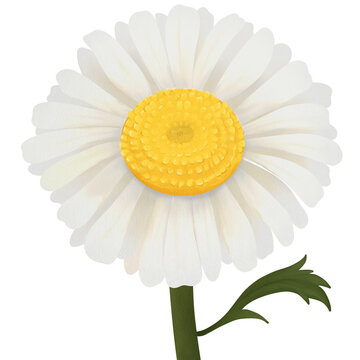 Common daisy. flower cute. white flowers. watercolor