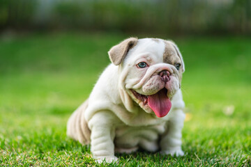 Happy French bulldog playing on grass in the garden