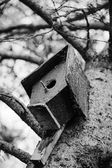 An old bird house on a tree.
