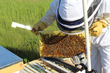 A healthy hive frame full of honey and brood.