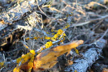 Moss or lichen growing beautifully on old growth.