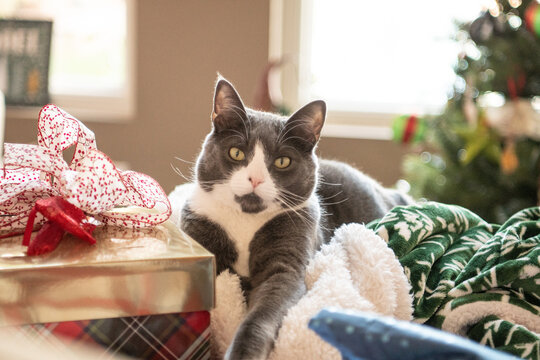 cat with christmas decorations