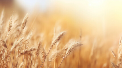 Sunlit golden wheat ears in a field, depicting a serene agricultural landscape.