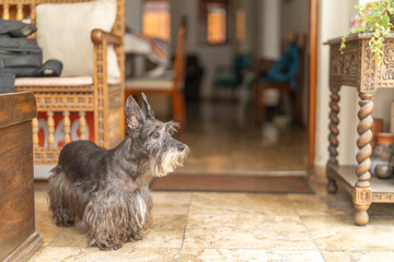 Small dog in a house looking attentive