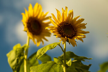 Close-up view of sunflowers growing in a sunflower field during a sunny summer day with a blue sky and some clouds.