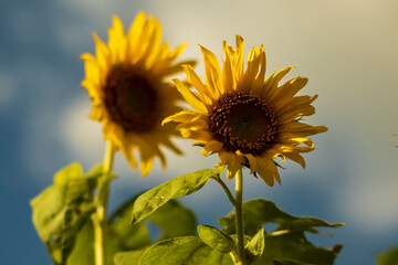 Close-up view of sunflowers growing in a sunflower field during a sunny summer day with a blue sky and some clouds.