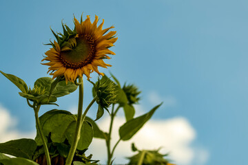 Close-up view of sunflowers growing in a sunflower field during a sunny summer day with a blue sky and some clouds.