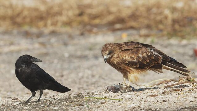 魚の死骸を食べるトビとおこぼれを頂こうとするハシボソガラス
