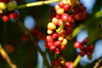 close up of berries on a bush Organic coffee plantations and coffee trees, ripe coffee cherry...