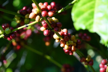 close up of berries on a bush Organic coffee plantations and coffee trees, ripe coffee cherry...