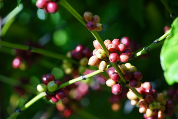 close up of berries on a bush Organic coffee plantations and coffee trees, ripe coffee cherry berries are red.	