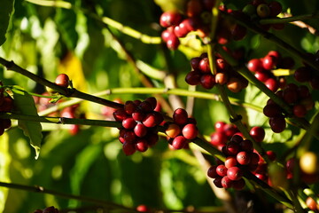 Organic coffee plantations and coffee trees, ripe coffee cherry berries are red.	