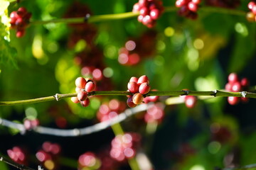 Fototapeta na wymiar Organic coffee plantations and coffee trees, ripe coffee cherry berries are red. 